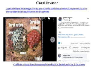 Justiça Federal homologa acordo em ação do MPF sobre bioinvasão por coral-sol —
Procuradoria da República no Rio de Janeiro
Cnidários - Pesquisa e Conservação no Brasil e América do Sul | Facebook
Coral invasor
 