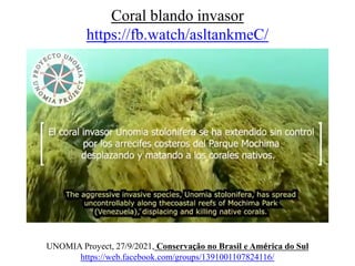 Coral blando invasor
https://fb.watch/asltankmeC/
UNOMIA Proyect, 27/9/2021, Conservação no Brasil e América do Sul
https://web.facebook.com/groups/1391001107824116/
 