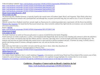 Cnidários - Pesquisa e Conservação no Brasil e América do Sul
https://web.facebook.com/groups/1391001107824116/
Vídeo de medusas nadando: https://web.facebook.com/groups/1391001107824116/permalink/3095428327381377/
https://web.facebook.com/groups/1391001107824116/permalink/3087358044855072/
https://web.facebook.com/groups/1391001107824116/permalink/3066596936931183/
https://web.facebook.com/groups/1391001107824116/permalink/3066566900267520/
https://web.facebook.com/groups/1391001107824116/permalink/3052025318388345/
Ocean Conservation Research - OCR
18 de octubre de 2021 ·
The flower hat jelly, Olindias formosus, is typically found in the coastal waters off southern Japan, Brazil, and Argentina. These flashy jellies have
multicolored fluorescent tentacles and a pinstriped bell, and although they can pack a powerful sting, they are small in size (15 cm or six inches in
diameter).
MBARI scientist Steve Haddock tested how animals might use fluorescence by conducting predator-prey experiments with the flower hat jellyfish
Monterey Bay Aquarium. He found that the fluorescent tentacle tips, when excited by ambient blue light from the environment, were an irresistible
attractant to potential prey.
Repost: MBARI
https://web.facebook.com/groups/1391001107824116/permalink/3051197328471144/
Ocean Lovers United
6 de octubre de 2021 ·
The South American sea nettle (or Chrysaora plocamia) is a species of jellyfish from the family Pelagiidae.
South American sea nettles usually have a yellow, semi-transparent dish-shaped body about one foot wide extending and contracts to allow the jellyfish to
swim. It has 24 thin, red tentacles that look like ribbons and four “oral arms” that range from 3-10 feet in length which help catch and digest prey. The
tentacles and oral arms are lined with barbs that contain toxins to inject and kill or paralyze predators and prey. If humans are stung, it usually causes a
painful rash lasting around 30 minutes, although symptoms may vary and can become more serious.
Fun Fact:
Baby crabs may hitch rides on sea nettles' oral arms until they get close to shore, where they drop them off.
This insane video was filmed by @monaperuphotos in Paracas, Peru
https://web.facebook.com/groups/1391001107824116/permalink/3048212692102941/
Molten Immersive Art
24 de septiembre de 2021 ·
As a means of pure inspiration, here's a small sampling of Aquatilis, a documentary currently being filmed near Ponza Island off the western coast of Italy.
Captured by marine biologist and photographer, Alexander Semenov, this nighttime footage highlights the creatures that live in our oceans.
Emergence of a neopelagic community through the establishment of coastal species on the high seas (nature.com)
 