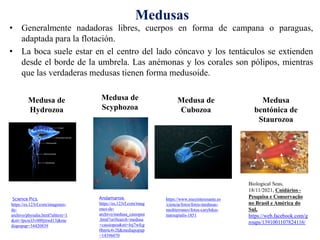 • Generalmente nadadoras libres, cuerpos en forma de campana o paraguas,
adaptada para la flotación.
• La boca suele estar en el centro del lado cóncavo y los tentáculos se extienden
desde el borde de la umbrela. Las anémonas y los corales son pólipos, mientras
que las verdaderas medusas tienen forma medusoide.
Medusas
Medusa de
Hydrozoa
Medusa de
Scyphozoa
Medusa de
Cubozoa
Science Pics,
https://es.123rf.com/imagenes-
de-
archivo/physalia.html?alttext=1
&sti=lpcocl3v000jttwd13|&me
diapopup=34420839
Andamanse,
https://es.123rf.com/imag
enes-de-
archivo/medusa_casiopea
.html?oriSearch=medusa
+cassiopea&sti=loj7wfcg
0hnrtc4v2l|&mediapopup
=14396070
https://www.muyinteresante.es
/ciencia/fotos/fotos-medusas-
mediterraneo/fotos-carybdea-
marsupialis-1851
Biological Seas,
18/11/2021, Cnidários -
Pesquisa e Conservação
no Brasil e América do
Sul,
https://web.facebook.com/g
roups/1391001107824116/
Medusa
bentónica de
Staurozoa
 