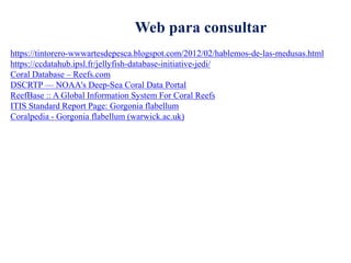 Web para consultar
https://tintorero-wwwartesdepesca.blogspot.com/2012/02/hablemos-de-las-medusas.html
https://ccdatahub.ipsl.fr/jellyfish-database-initiative-jedi/
Coral Database – Reefs.com
DSCRTP — NOAA's Deep-Sea Coral Data Portal
ReefBase :: A Global Information System For Coral Reefs
ITIS Standard Report Page: Gorgonia flabellum
Coralpedia - Gorgonia flabellum (warwick.ac.uk)
 
