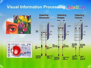 Visual Information Processing
 