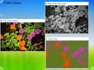 04c visual signal processing color vision | PDF