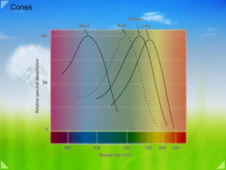 04c visual signal processing color vision | PDF