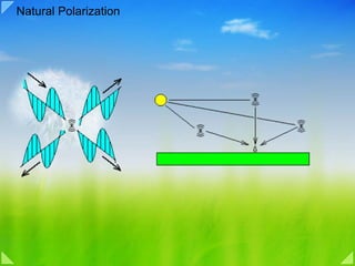 04c visual signal processing color vision | PDF