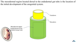 Mesodermal Development 04 Development of Male Reproductive System / Development of Male ...
