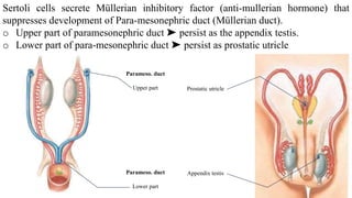 04 Development of Male Reproductive System.pdf
