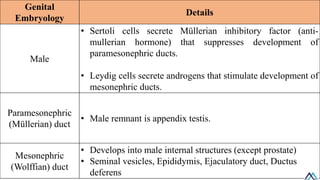 Male Development Structure 04 Development of Male Reproductive System.pdf