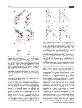 inhibitors each extend into the acyl-group binding pocket, albeit
to diﬀerent depths (Figure 4A,B).
In contrast, the structural determinations of the PvdQ:C4-
B(OH)2 and PvdQ:C2-B(OH)2 complexes revealed signiﬁcant
diﬀerences in ligand binding conformation. While there are no
large-scale changes in the overall protein structure (RMSD
values ≤ 0.25 Å in comparison to the PvdQ:C13-B(OH)2
structure10
), the simulated annealing omit diﬀerence maps
(Fo −Fc) obtained by omitting the ligand and the β-chain N-
terminal S217 revealed extra electron density at the active site
that was not well ﬁt by a tetrahedral adduct between the
inhibitor boron and the S217−Oγ
. In comparison with the
densities observed for the PvdQ:C8-B(OH)2 and PvdQ:C6-
B(OH)2 complexes, those for the PvdQ:C4-B(OH)2 and
PvdQ:C2-B(OH)2 complexes are more planar in nature and
are better ﬁt by modeling a trigonal planar adduct between the
Ser217-Oγ
and the boron of these shorter chained inhibitors
(Figure 3C,D,F). Therefore, the structural models are
consistent with proposing instead that a neutral trivalent
boron is present in the covalent adducts formed by C2- and
C4-B(OH)2. Boronic acids interconvert readily between these
two forms (e.g., the ionization equilibrium occurs between
neutral trigonal form and the anionic tetrahedral form upon
hydroxide attack).36
Although the adducts are of a diﬀerent
nature and the positions of the N-terminal S217 side chains are
somewhat diﬀerent, the N-terminal S217 amine is entirely
superimposable in all of these structures. In the PvdQ:C4-
B(OH)2 model, one conformation of the entire S217 residue is
superimposable with that of PvdQ:C13-B(OH)2, but the
alternative conformation has a Cα
−Cβ
bond rotation of
approximately 50°. The S217 Cα
−Cβ
bond in the PvdQ:C2-
B(OH)2 complex matches this rotated conﬁguration.
In addition to the diﬀerences in boron valence, the n-alkyl
substituents of these shorter inhibitors are found in a diﬀerent
position. Instead of residing in the acyl-chain binding pocket, as
with all previous PvdQ inhibitors,9,10,14
the extra electron
density in the omit maps resides outside of this pocket. The n-
alkyl substituents ﬁt into this density now point “outward”
toward the more polar headgroup binding pocket (Figure
Figure 3. Ligand interpretation at the active site. The simulated
annealing omit diﬀerence maps (Fo − Fc) are shown for PvdQ/
inhibitor complexes as a gray mesh at either 2.5 σ (A, PvdQ:C8-
B(OH)2; B, PvdQ:C6-B(OH)2 and C, PvdQ:C4-B(OH)2) or 2.8 σ
(D, PvdQ:C2-B(OH)2). Continuous density is observed between the
side chain of S217 and each inhibitor. A tetrahedral adduct is observed
in the PvdQ:C8-B(OH)2 (A) and PvdQ:C6-B(OH)2 (B) complexes;
therefore, the adducts are built with sp3
hybridization. In contrast, the
omit map densities for the PvdQ:C4-B(OH)2 (C) and PvdQ:C2-
B(OH)2 (D) complexes are not tetrahedral but are planar in shape. So
these adducts are built with sp2
hybridization, along with a dual
conformation for the n-alkyl substituent of the PvdQ:C4-B(OH)2
adduct. (E) Line drawing of the tetrahedral adduct formed by C6-
B(OH)2. (F) Line drawing of the trigonal planar adduct formed by
C4-B(OH)2.
Figure 4. Diﬀering positions of inhibitors. The structural models of the
PvdQ:C8-B(OH)2 complex (A) and the PvdQ:C6-B(OH)2 complex
(B) show an inhibitor conformation similar to that observed
previously10
with the transition-state inhibitor C13-B(OH)2 by making
a covalent tetrahedral adduct with the N-terminal S217 of the β-chain
and placing their n-alkyl substituent in the acyl-group binding pocket.
The structural models of the PvdQ:C4-B(OH)2 complex (C, only one
conformation of the n-alkyl substituent is shown for clarity) and the
PvdQ:C2-B(OH)2 complex (D) show an alternative inhibitor
conformation in which a trigonal planar adduct is formed with S217
and the n-alkyl substituents are oriented instead toward the solvent-
ﬁlled headgroup binding pocket. In the unﬁlled acyl-group binding
pocket, the F240 “gate” residue now has two conformations, and the
PvdQ:C2-B(OH)2 complex has two ordered waters in the acyl-group
binding pocket. The carbon atoms of inhibitors ([I]) are shown in
blue, and protein carbon atoms are in gray, with boron in pink, oxygen
in red, sulfur in yellow, and nitrogen in blue. Ordered water molecules
are shown as red spheres.
Biochemistry Article
dx.doi.org/10.1021/bi501086s | Biochemistry 2014, 53, 6679−66866683
 