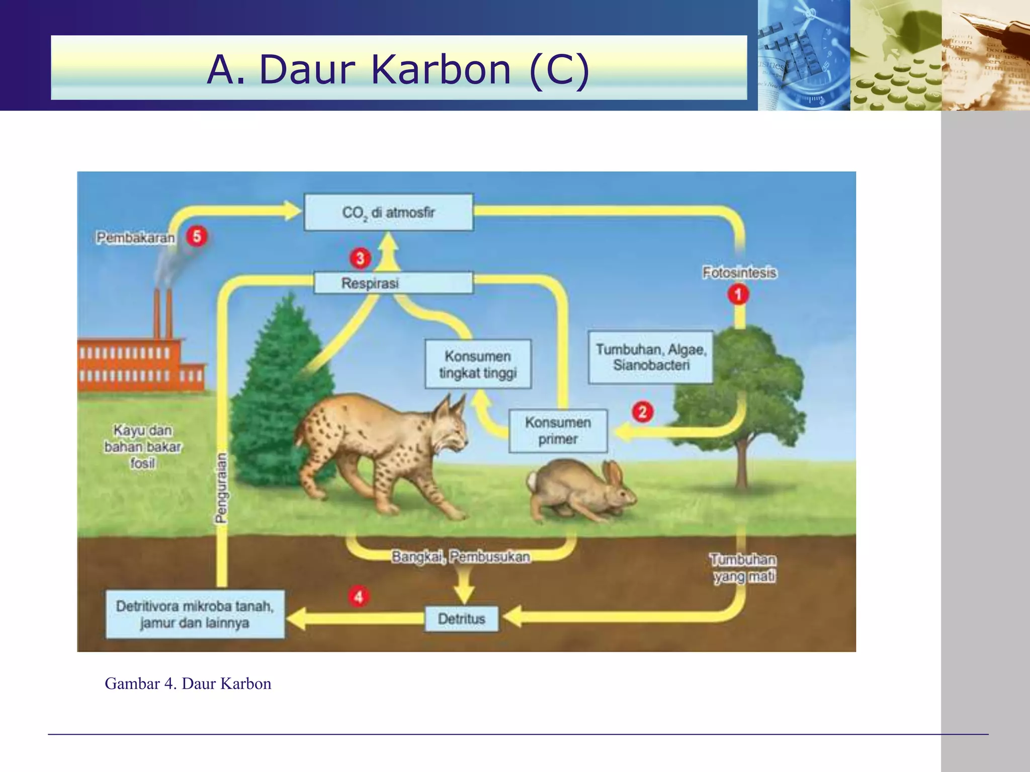 Gambar 4. Daur Karbon
A. Daur Karbon (C)
 