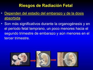 Riesgos de Radiación Fetal
• Dependen del estadio del embarazo y de la dosis
absorbida
• Son más significativos durante la organogénesis y en
el período fetal temprano, un poco menores hacia el
segundo trimestre de embarazo y aún menores en el
tercer trimestre.
 