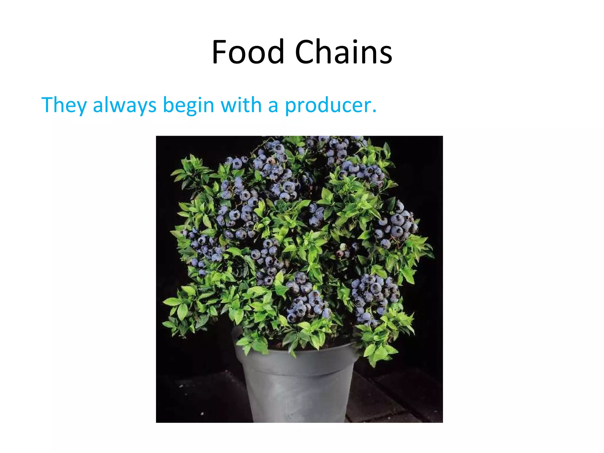 Food Chains
They always begin with a producer.
 