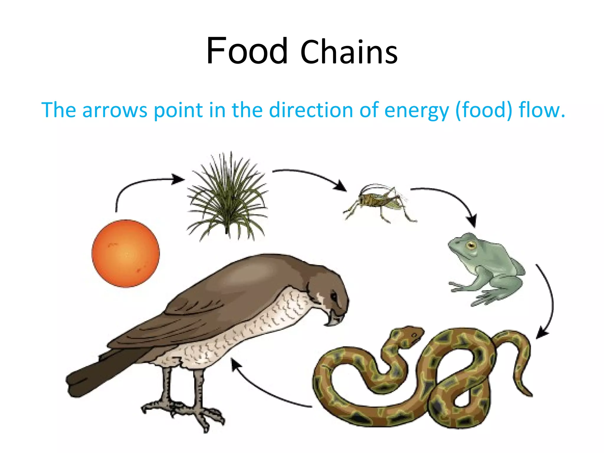 Food Chains
The arrows point in the direction of energy (food) flow.
 