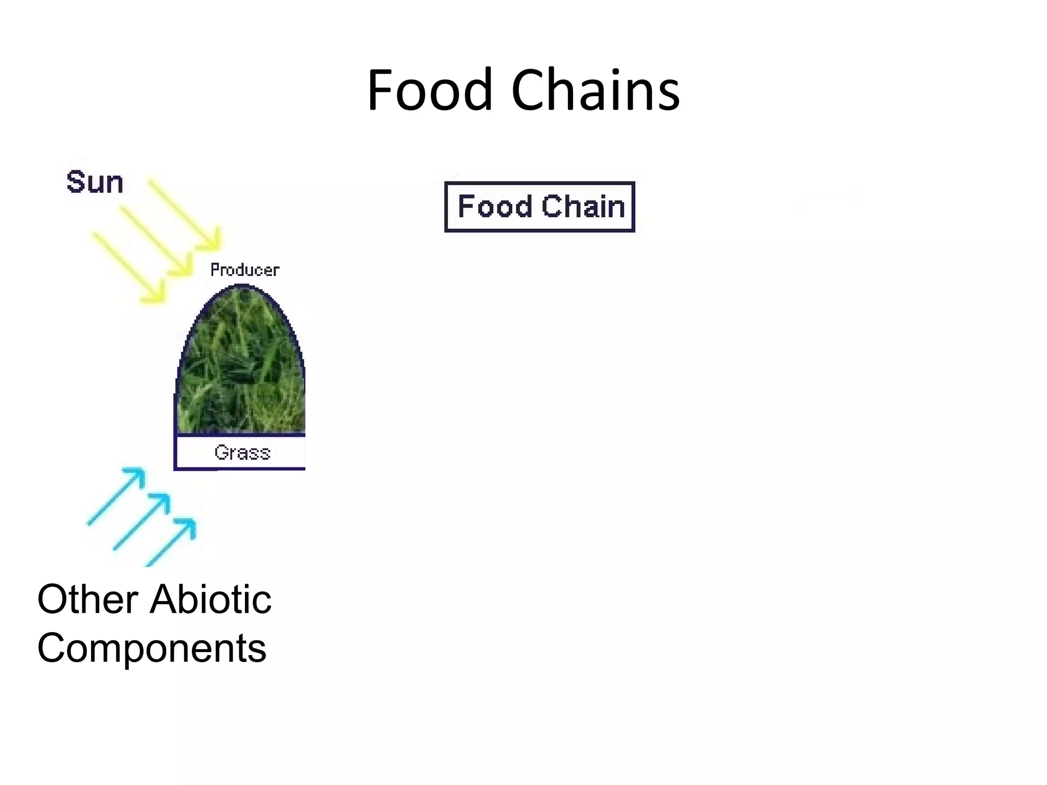 Food Chains
Other Abiotic
Components
 
