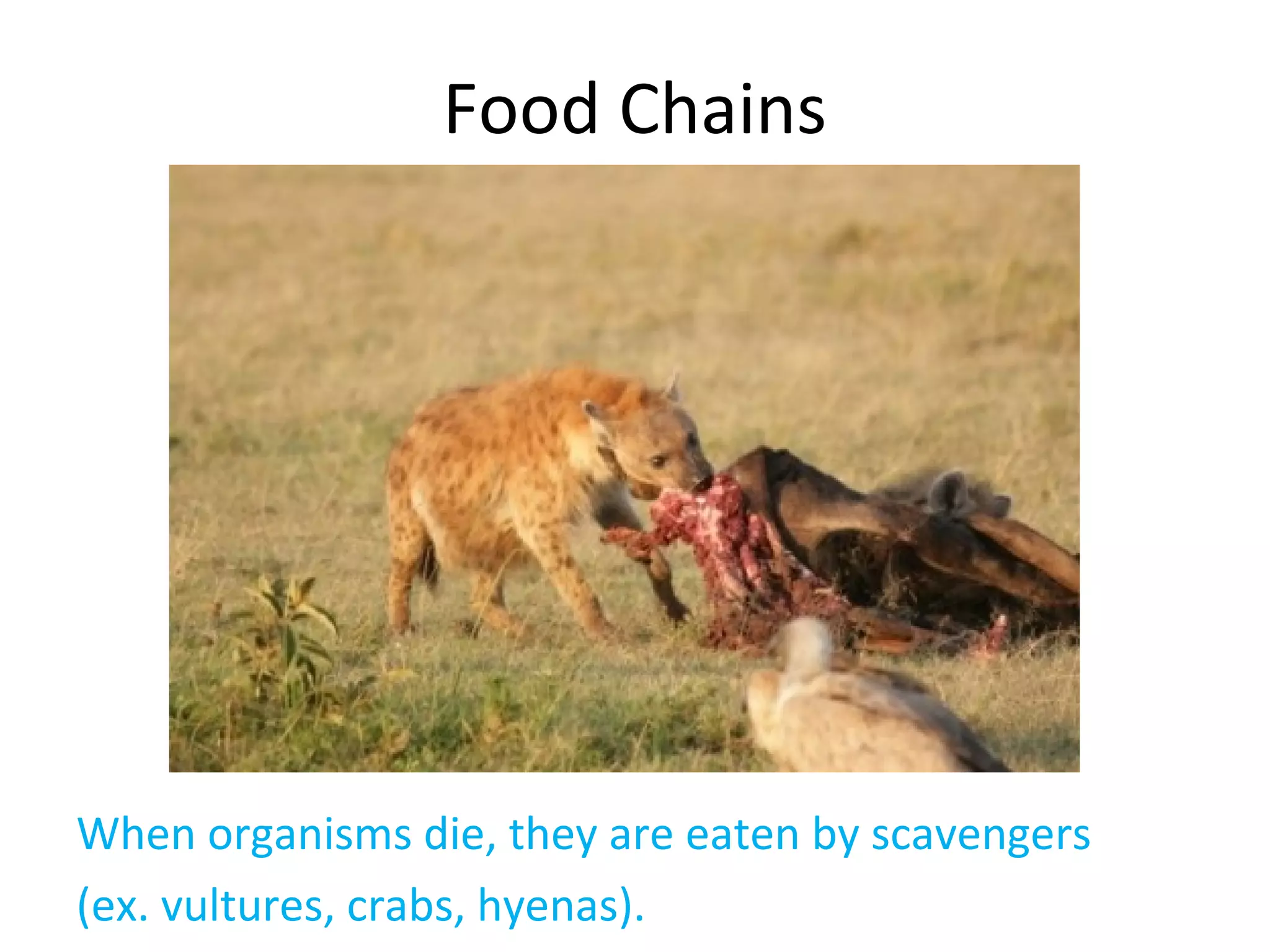 When organisms die, they are eaten by scavengers
(ex. vultures, crabs, hyenas).
Food Chains
 