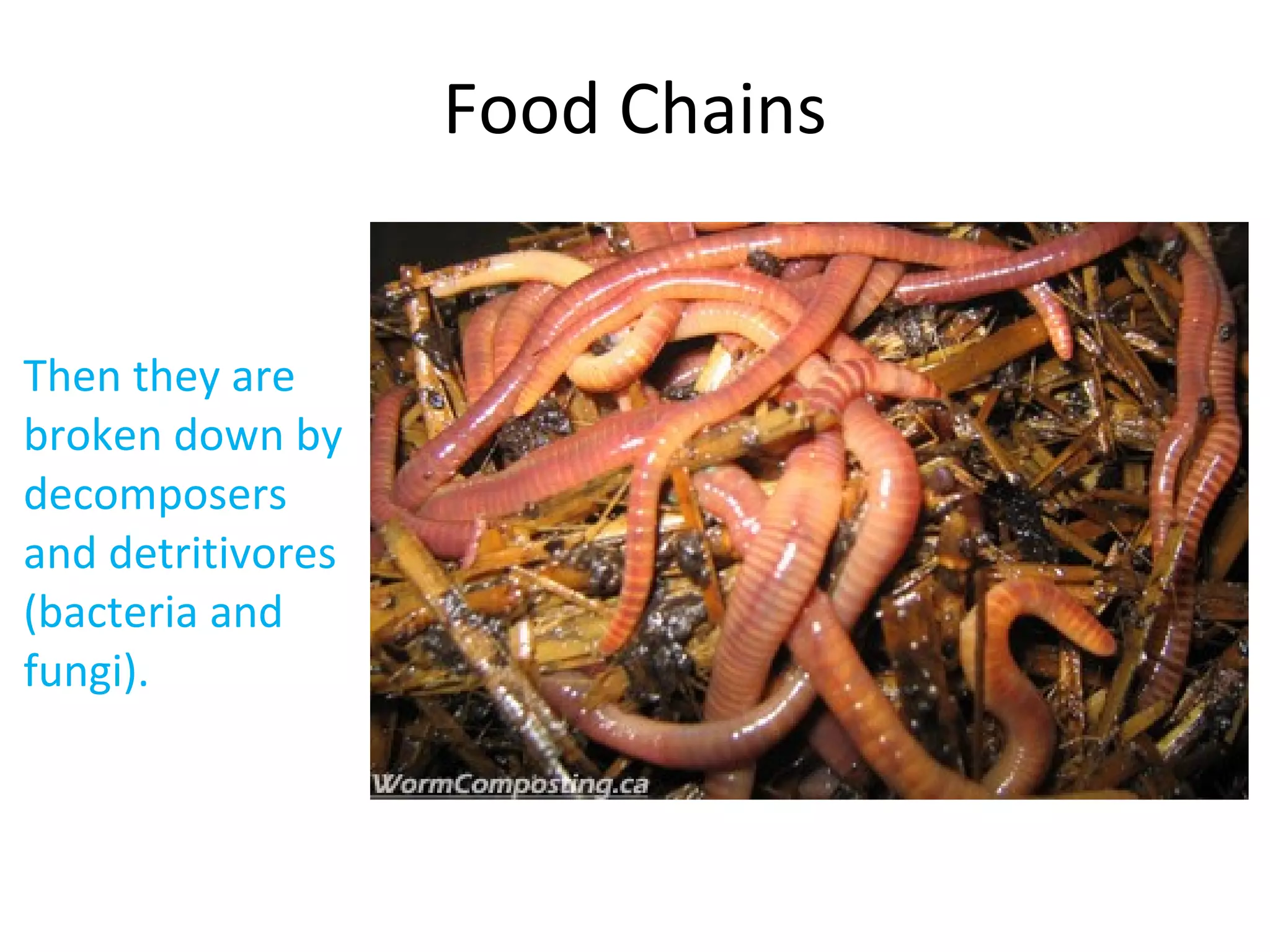 Then they are
broken down by
decomposers
and detritivores
(bacteria and
fungi).
Food Chains
 