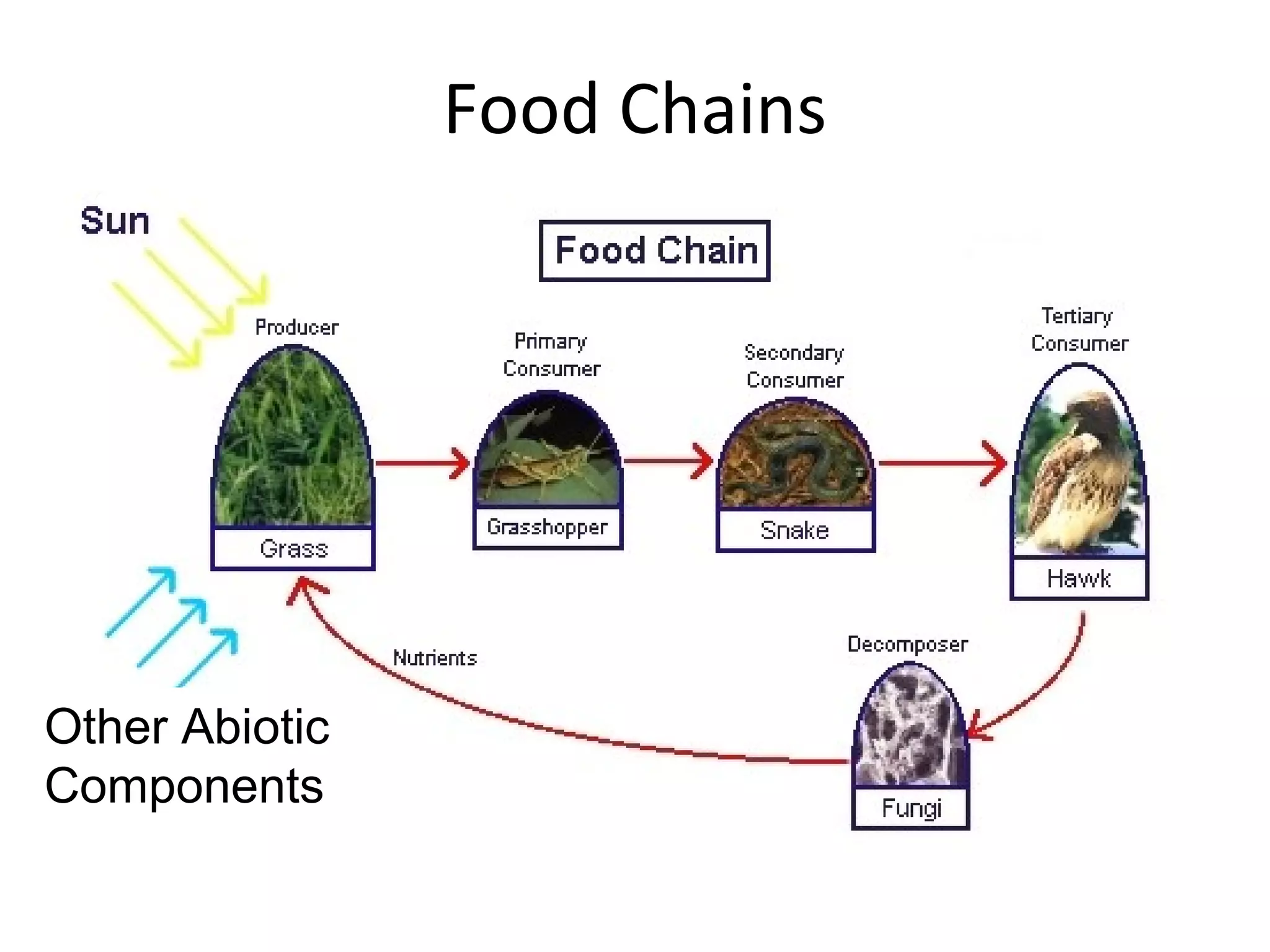 Food Chains
Other Abiotic
Components
 