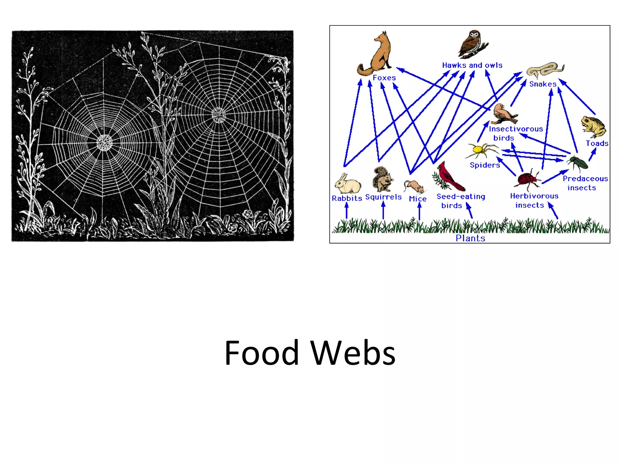 Food Webs
 
