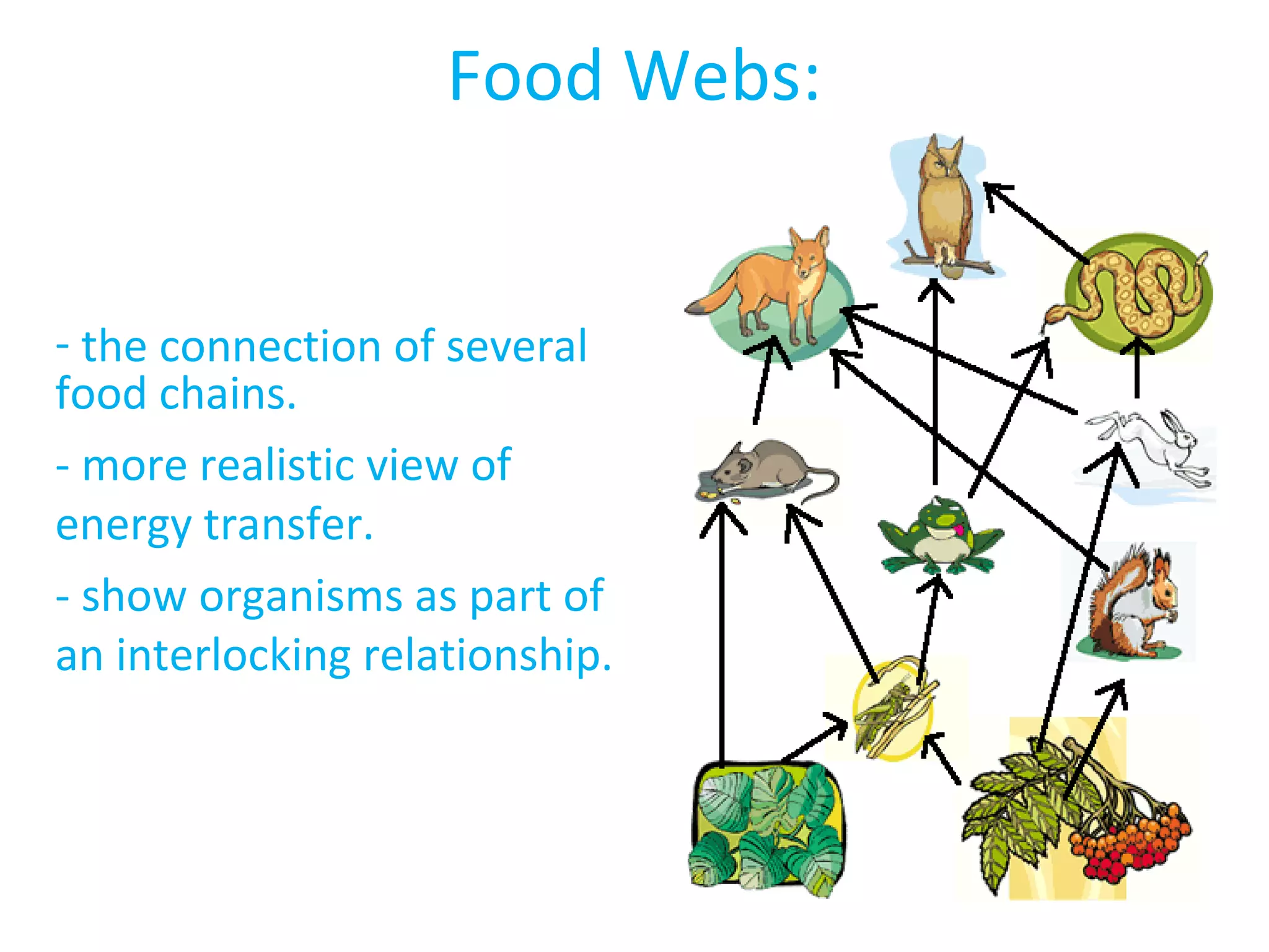 - the connection of several
food chains.
- more realistic view of
energy transfer.
- show organisms as part of
an interlocking relationship.
Food Webs:
 