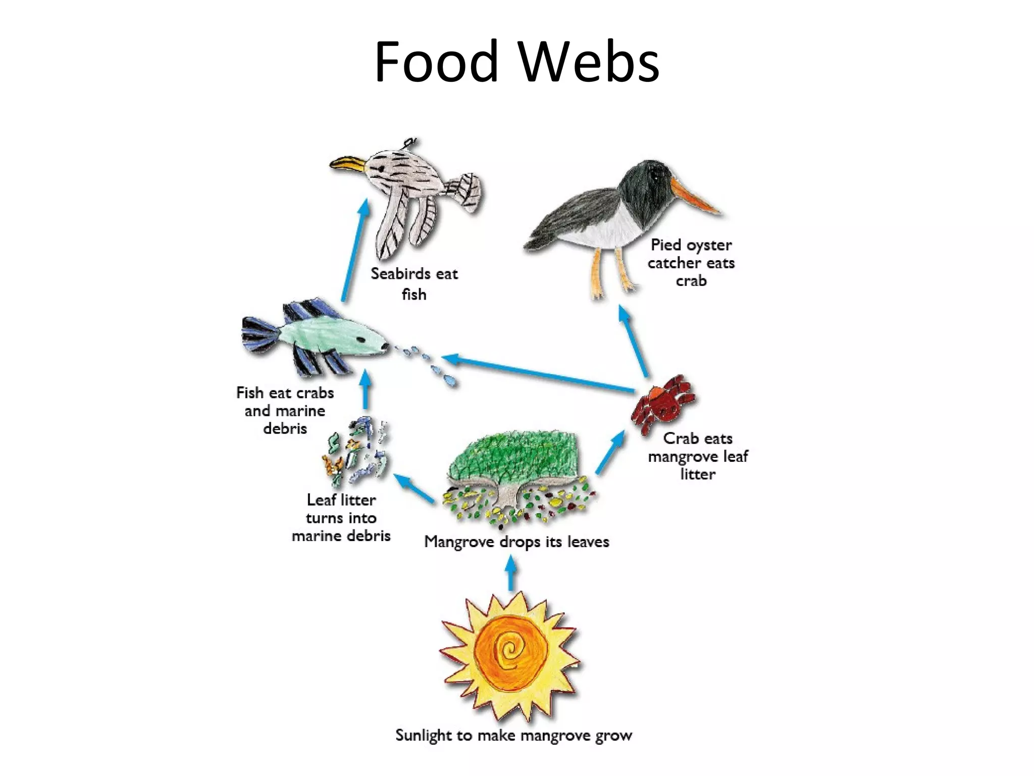 Food Webs
 