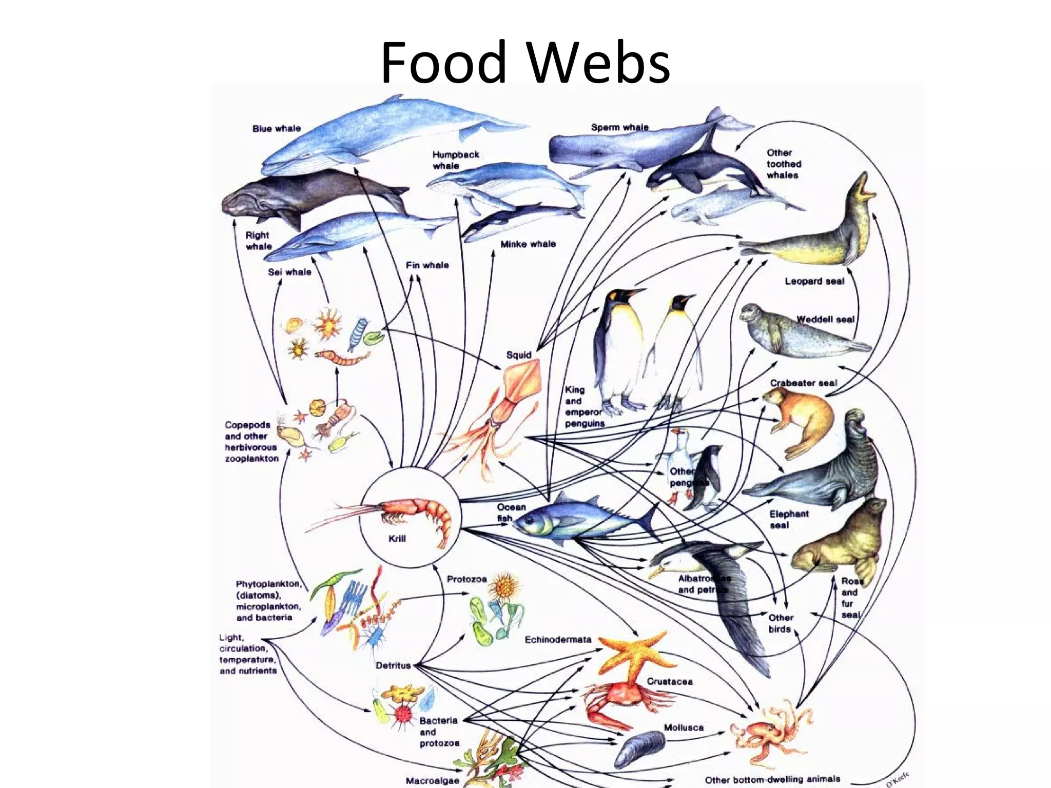 Food Webs
 