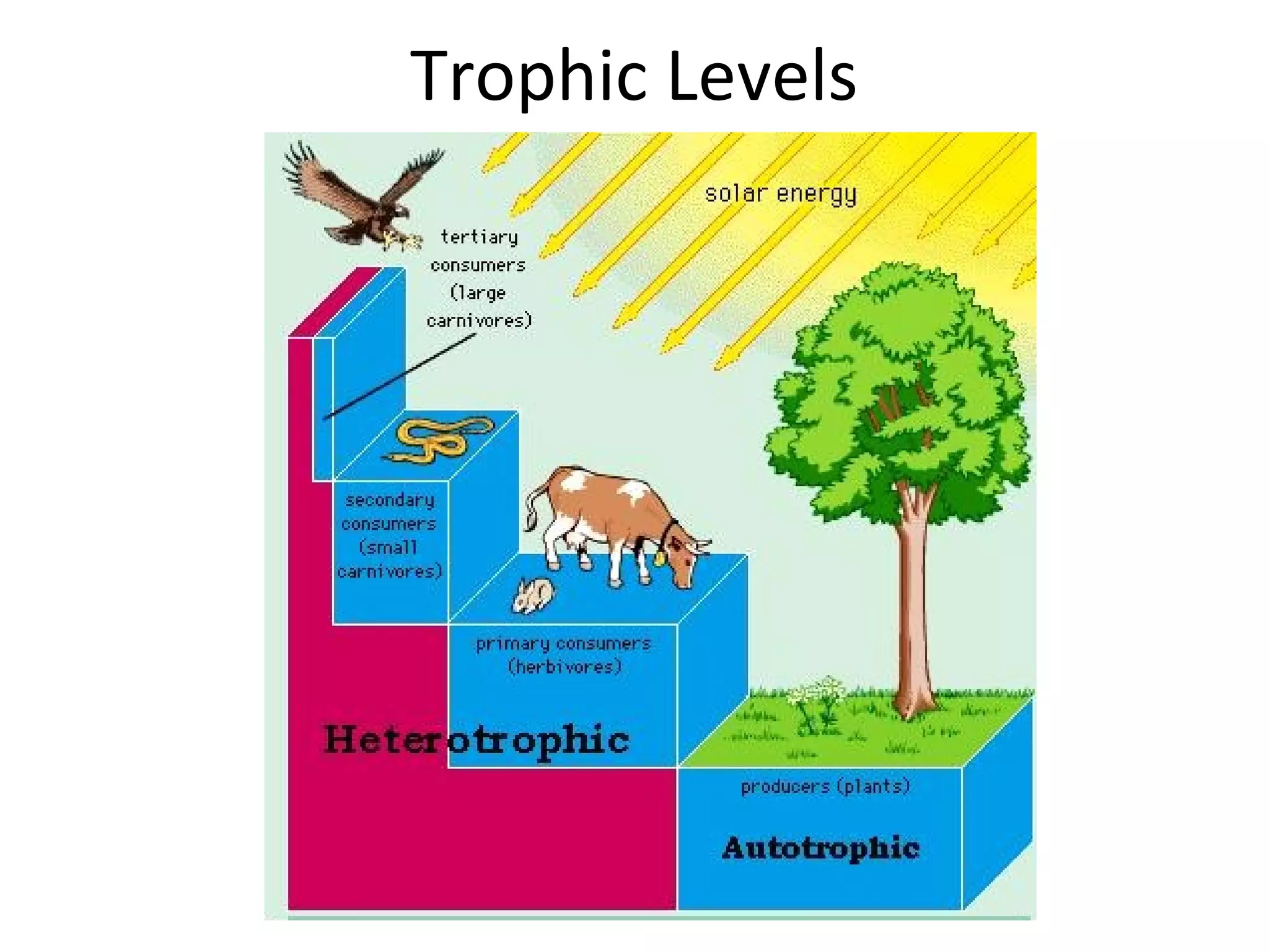 Trophic Levels
 