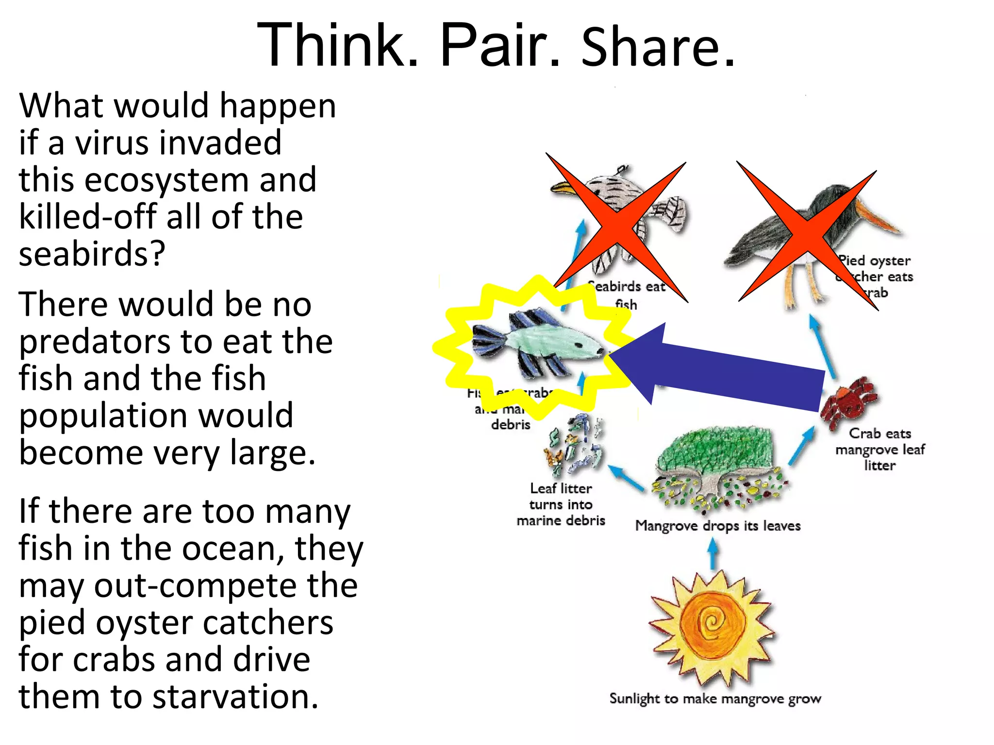 What would happen
if a virus invaded
this ecosystem and
killed-off all of the
seabirds?
There would be no
predators to eat the
fish and the fish
population would
become very large.
If there are too many
fish in the ocean, they
may out-compete the
pied oyster catchers
for crabs and drive
them to starvation.
Think. Pair. Share.
 