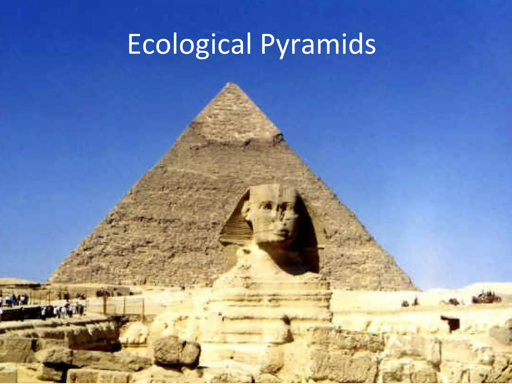 Ecological Pyramids
 