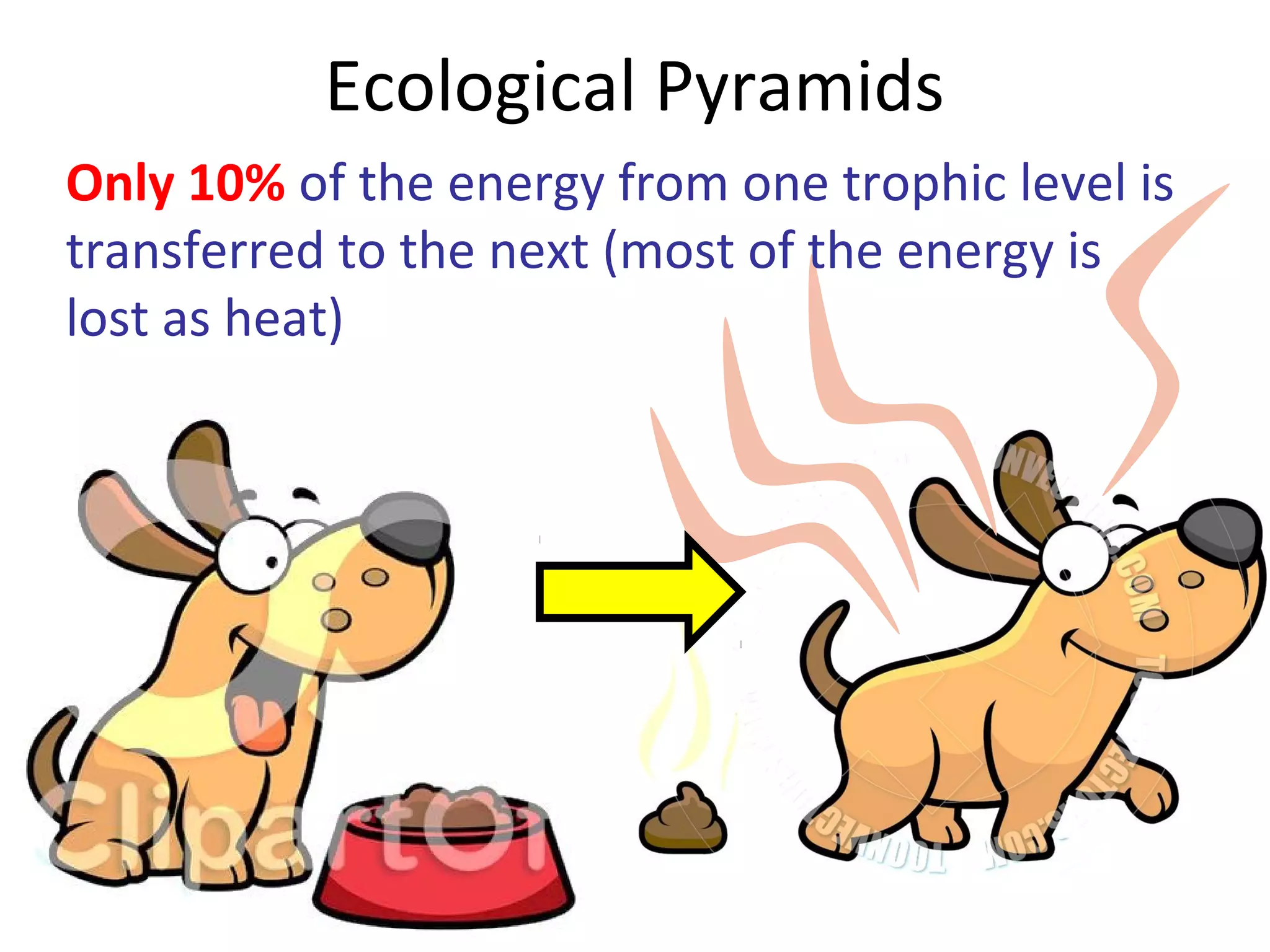 Ecological Pyramids
Only 10% of the energy from one trophic level is
transferred to the next (most of the energy is
lost as heat)
 