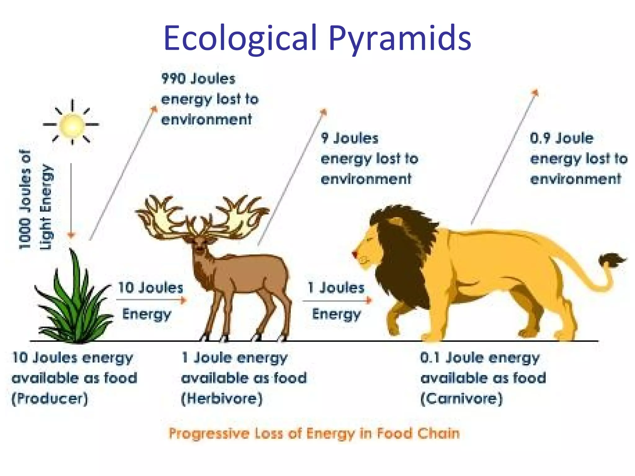 Ecological Pyramids
 