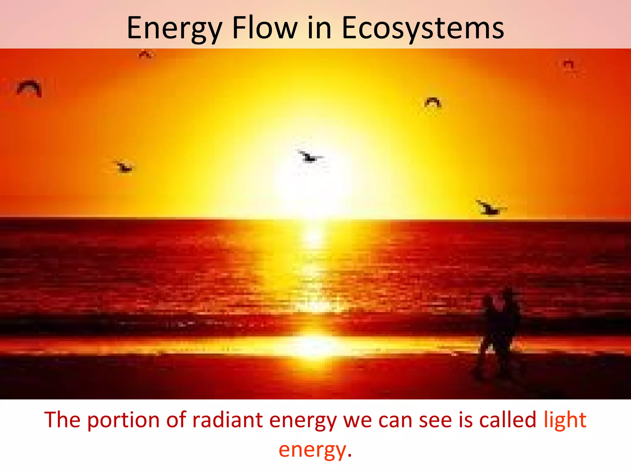 Energy Flow in Ecosystems
The portion of radiant energy we can see is called light
energy.
 