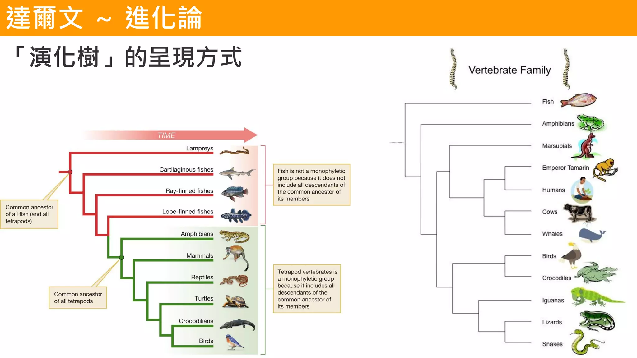 04 物種演化 Pdf 