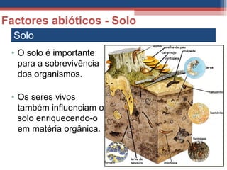 Solo Factores abióticos - Solo O solo é importante para a sobrevivência dos organismos. Os seres vivos também influenciam o solo enriquecendo-o em matéria orgânica. 