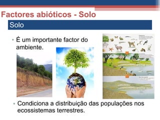 Solo Condiciona a distribuição das populações nos ecossistemas terrestres. Factores abióticos - Solo É um importante factor do ambiente. 