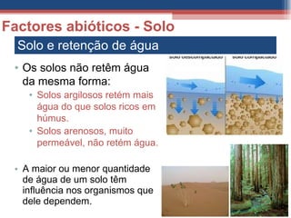 Solo e retenção de água A maior ou menor quantidade de água de um solo têm influência nos organismos que dele dependem. Factores abióticos - Solo Os solos não retêm água da mesma forma: Solos argilosos retém mais água do que solos ricos em húmus. Solos arenosos, muito permeável, não retém água. 
