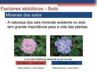 Minerais dos solos Factores abióticos - Solo A natureza dos sais minerais existente no solo tem grande importância para a vida das plantas. A cor das hortênsias depende do pH do solo pH básico – cor-de-rosa pH ácido – azul Solos graníticos – solos ácidos Solos calcários – solos básicos 