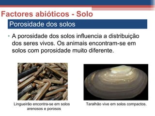Porosidade dos solos Factores abióticos - Solo A porosidade dos solos influencia a distribuição dos seres vivos. Os animais encontram-se em solos com porosidade muito diferente. Lingueirão encontra-se em solos arenosos e porosos Taralhão vive em solos compactos. 