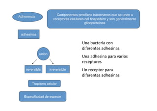 Componentes protéicos bacterianos que se unen a
Adherencia
                       receptores celulares del hospedero y son generalmente
                                            glicoproteínas


 adhesinas

                                         Una bacteria con 
                                         diferentes adhesinas 
             unión
                                         Una adhesina para varios 
                                         receptores 
    reversible       irreversible        Un receptor para 
                                         diferentes adhesinas 
        Tropismo celular


   Especificidad de especie
 