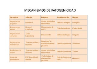 MECANISMOS DE PATOGENICIDAD 
Bacterium        Adhesin              Receptor           Attachment site      Disease

Streptococcus                         Amino terminal de
                 Proteina F                             Epitelio faríngeo     Faringitis
pyogenes                              fibronectina
Streptococcus    Glycosyl             Glicoproteina de
                                                         Película de diente   Caries dental
mutans           transferase          saliva

Streptococcus    Acido
                                      Desconocido        Epitelio de lengua   Ninguno
salivarius       Lipoteicoic

                                     Disacárido N-
Streptococcus     Proteina unidora a
                                     acetilhexosamine-   Epitelio de mucosa Neumonía
pneumoniae       la célula
                                     galactosa

Staphylococcus    Proteina unidora a Amino terminal de
                                                       Epitelio de mucosa Various
aureus           la célula           fibronectina
                                       Carbohidrato de
Neisseria        Pili N-metilfenil-                      Epitelio de uretra y
                                      glucosamine-                            Gonorrea
gonorrhoeae      alanina                                 cervix
                                      galactose
 