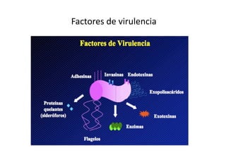 Factores de virulencia 
 