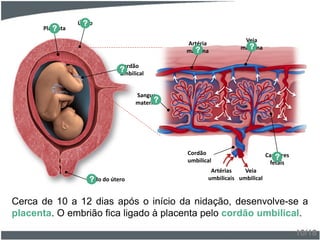 Cerca de 10 a 12 dias após o início da nidação, desenvolve-se a
placenta. O embrião fica ligado à placenta pelo cordão umbilical.
10/18
Útero?
Colo do útero?
Placenta?
Cordão
umbilical
?
Cordão
umbilical
Artéria
materna?
Veia
materna?
Sangue
materno?
Capilares
fetais
?
Artérias
umbilicais
Veia
umbilical
 