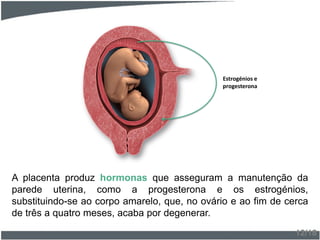 A placenta produz hormonas que asseguram a manutenção da
parede uterina, como a progesterona e os estrogénios,
substituindo-se ao corpo amarelo, que, no ovário e ao fim de cerca
de três a quatro meses, acaba por degenerar.
12/18
Estrogénios e
progesterona
 