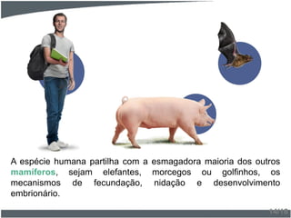 A espécie humana partilha com a esmagadora maioria dos outros
mamíferos, sejam elefantes, morcegos ou golfinhos, os
mecanismos de fecundação, nidação e desenvolvimento
embrionário.
14/18
 