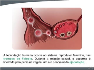 A fecundação humana ocorre no sistema reprodutor feminino, nas
trompas de Falópio. Durante a relação sexual, o esperma é
libertado pelo pénis na vagina, um ato denominado ejaculação.
3/18
 