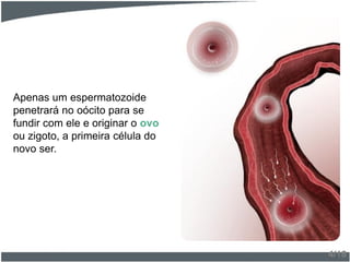 Apenas um espermatozoide
penetrará no oócito para se
fundir com ele e originar o ovo
ou zigoto, a primeira célula do
novo ser.
4/18
 