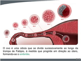 O ovo é uma célula que se divide sucessivamente ao longo da
trompa de Falópio, à medida que progride em direção ao útero,
formando-se o embrião.
5/18
Dia 0
Dia 1
Dia 2
Dia 3
Dia 4
Dia 5
 