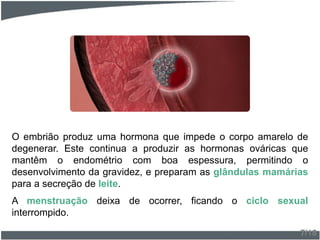 O embrião produz uma hormona que impede o corpo amarelo de
degenerar. Este continua a produzir as hormonas ováricas que
mantêm o endométrio com boa espessura, permitindo o
desenvolvimento da gravidez, e preparam as glândulas mamárias
para a secreção de leite.
A menstruação deixa de ocorrer, ficando o ciclo sexual
interrompido.
7/18
 