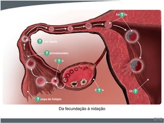 8/18
Ovário?
Oócito?
Espermatozoides?
Ovo ou zigoto?
Trompa de Falópio?
Útero?
Embrião?
Da fecundação à nidação
 