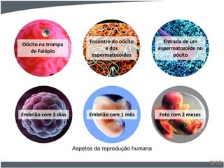 9/18
Aspetos da reprodução humana
Oócito na trompa
de Falópio
Encontro do oócito
e dos
espermatozoides
Entrada de um
espermatozoide no
oócito
Embrião com 3 dias Embrião com 1 mês Feto com 2 meses
 