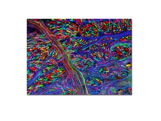 New Frontiers: Optogenetics - I-han Chou 